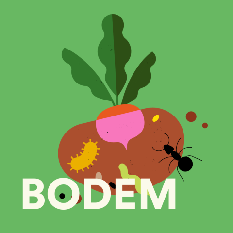 Bodem
