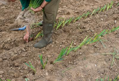 boer plant prei